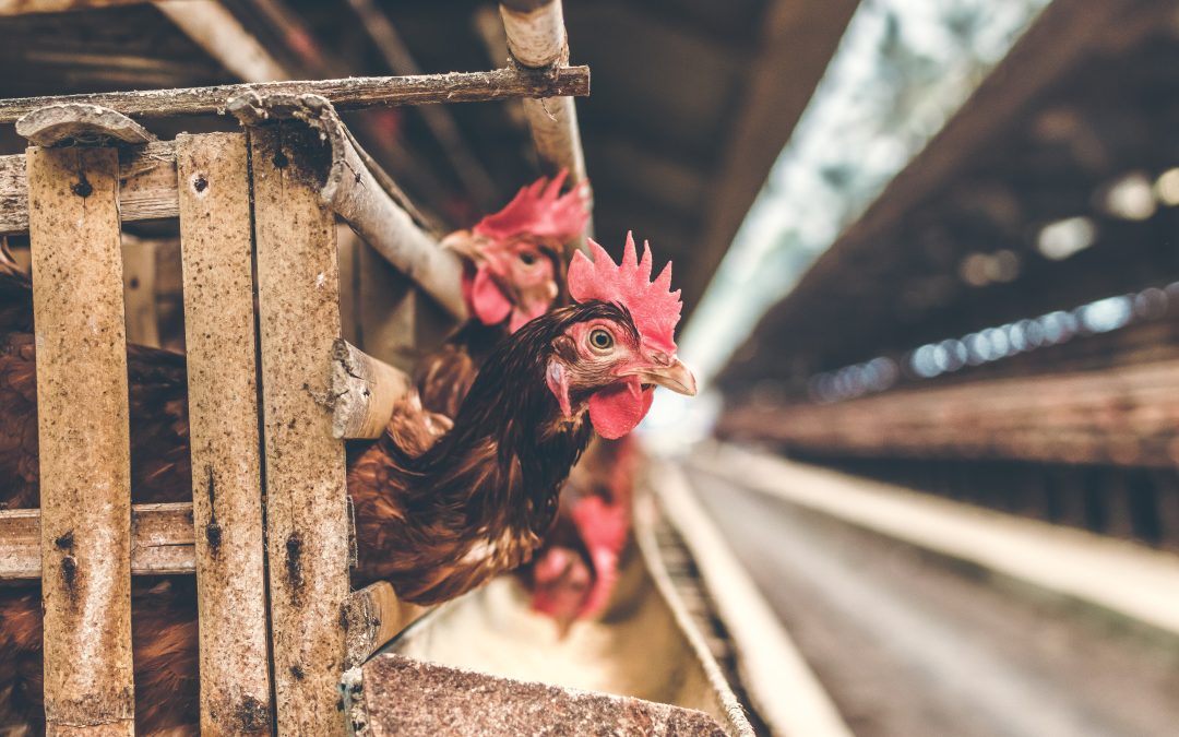 Kemudahan Website Untuk UMKM Ternak Ayam